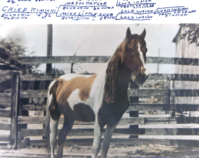 ssma, chief kiamichi, spanish mustang stallions