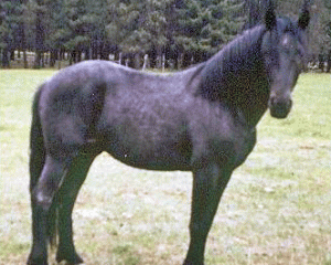 FourLane_SMR_175_copy
